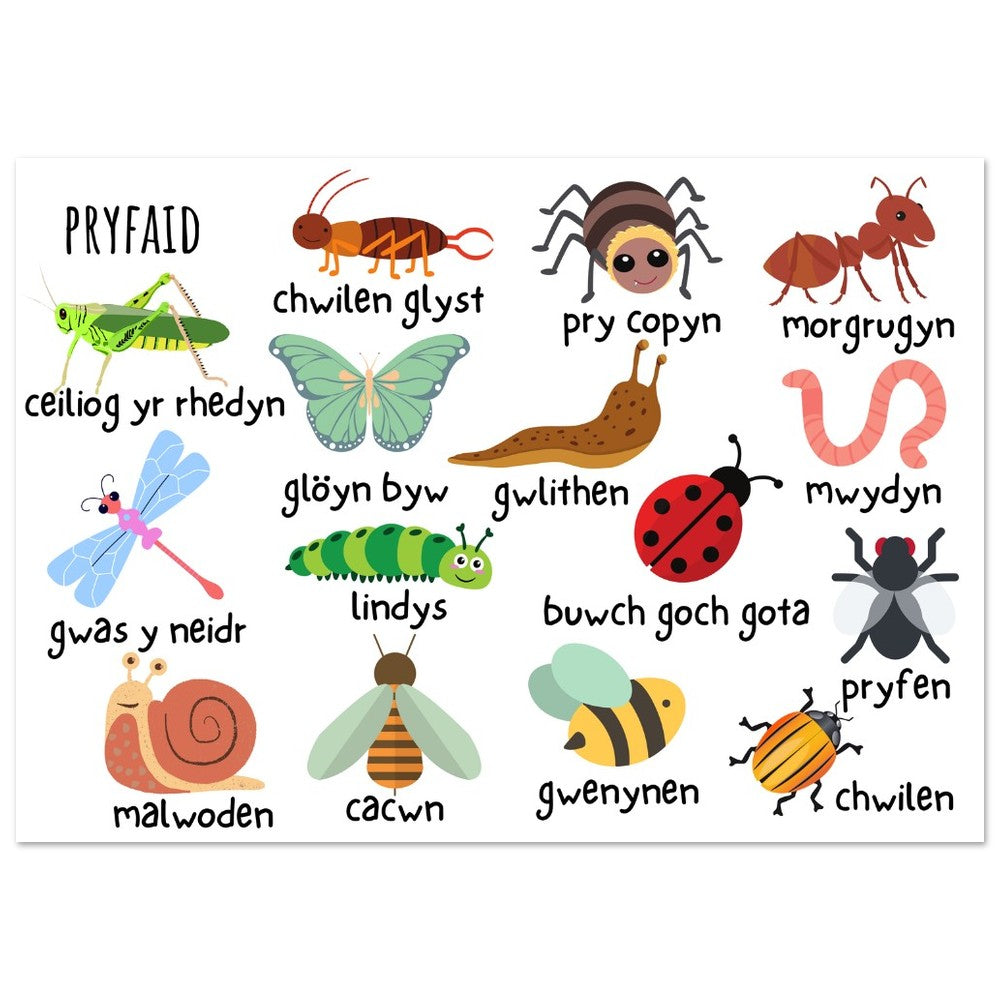 Wallart addysg Gymraeg Pryfaid | Argraffiad Cymraeg