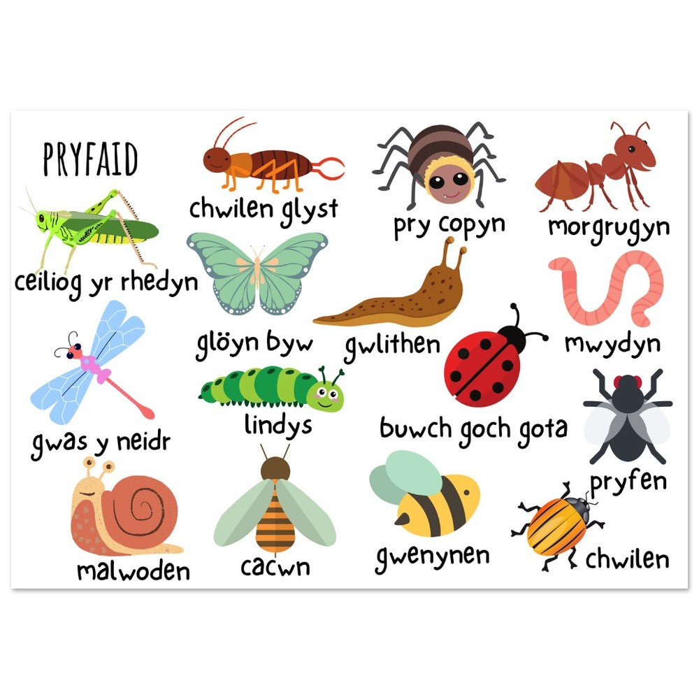 An educational poster featuring various colorful insect illustrations in Welsh and English, on a white background.
